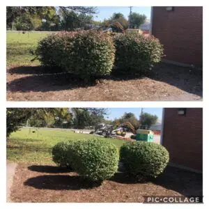 hedge trimming collinsville il