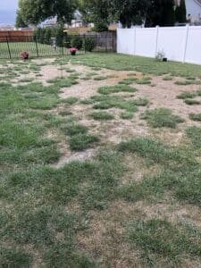 lawn fertilization collinsville il
